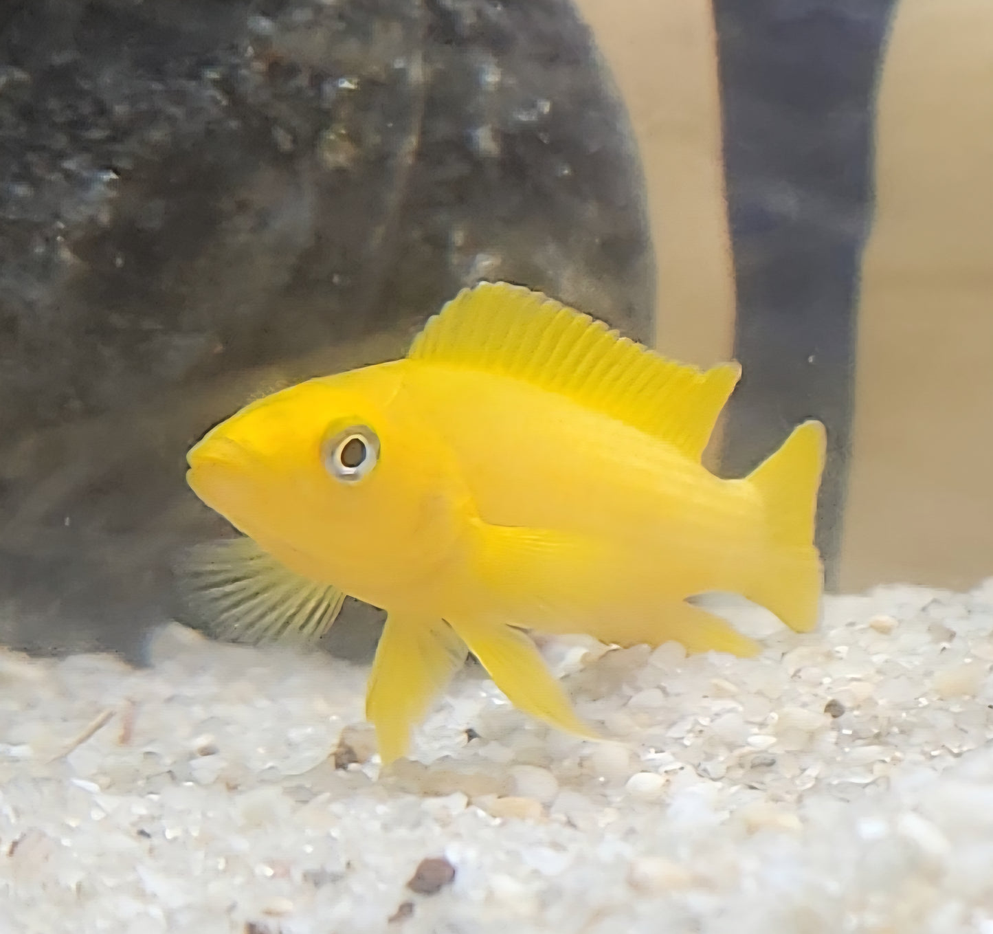 Neolamprologus Leleupi (Lemon Cichlid)