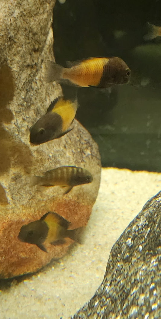 TROPHEUS MOORII BEMBA (ORANGE FLAME)