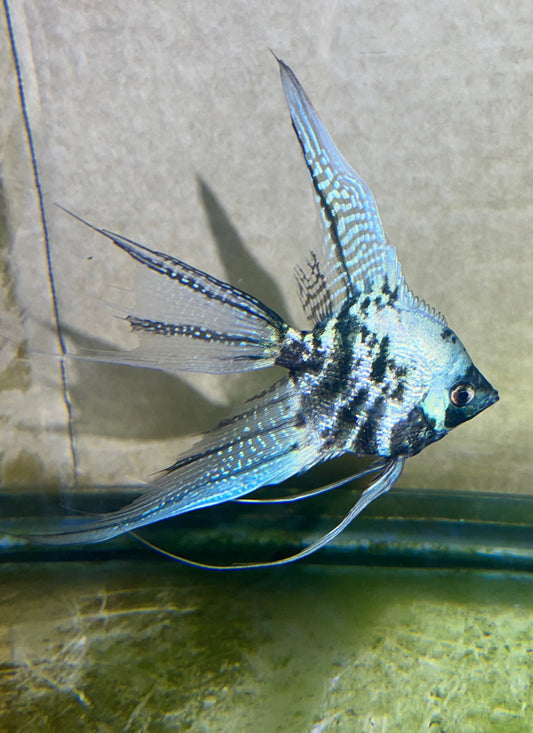 Blue, Pearl Skin, Marble Veil Angelfish