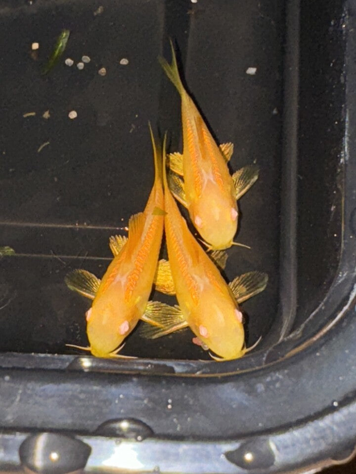 Albino Gold Laser Corydoras (CW010)