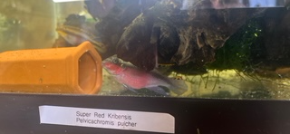 SOLD OUT Pelivicachromis pulcher