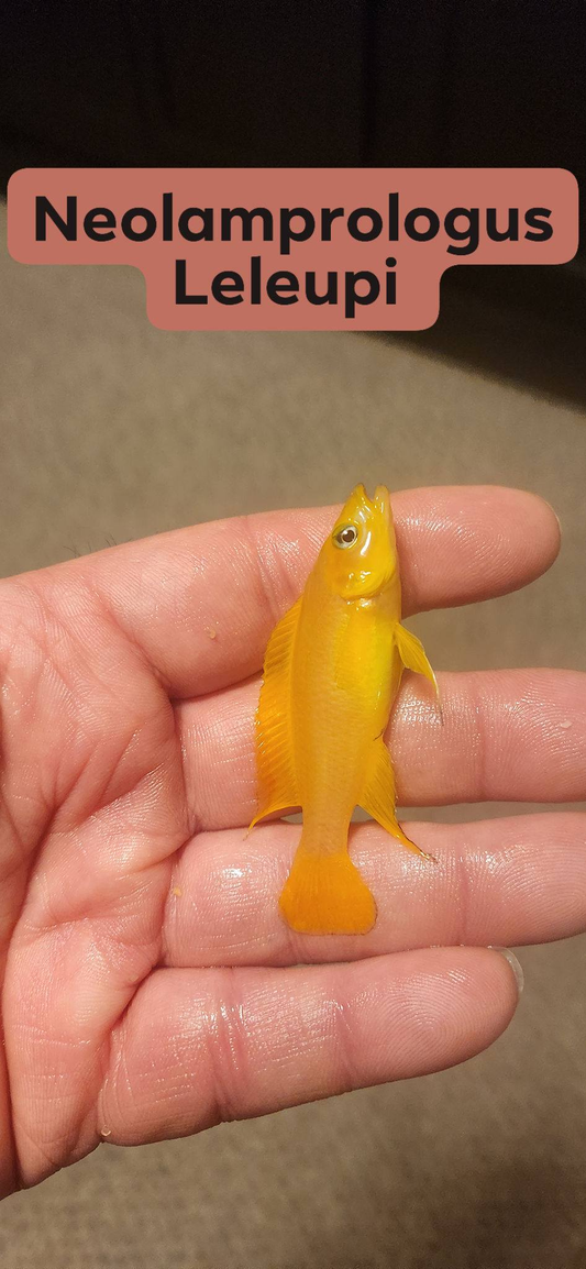 Neolamprologus Leleupi (Lemon Cichlid)