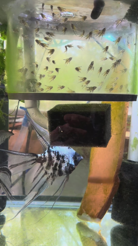 Pearl Skin Blue Marble Veil Angelfish