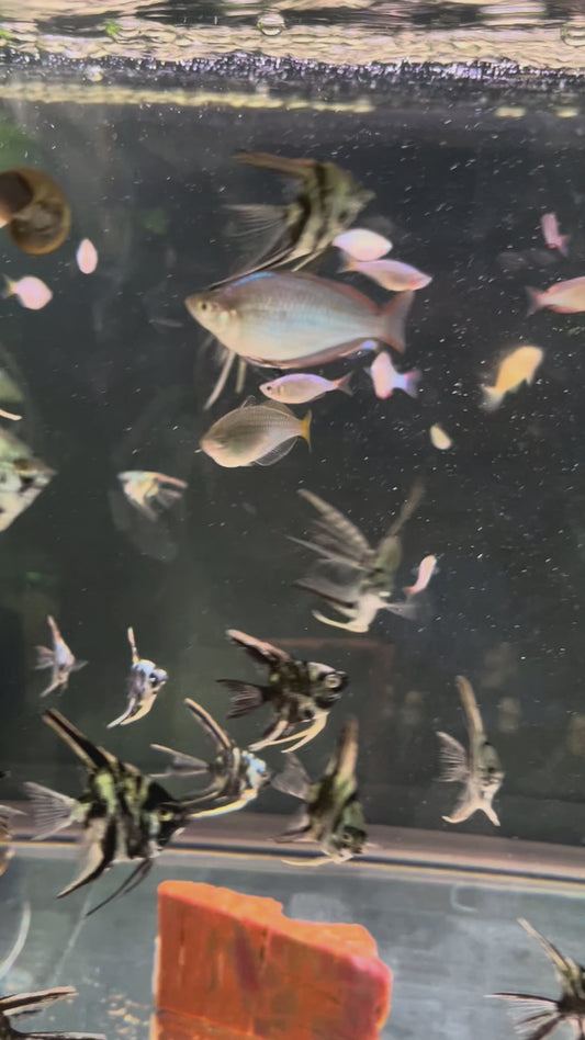 Praecox Rainbows
