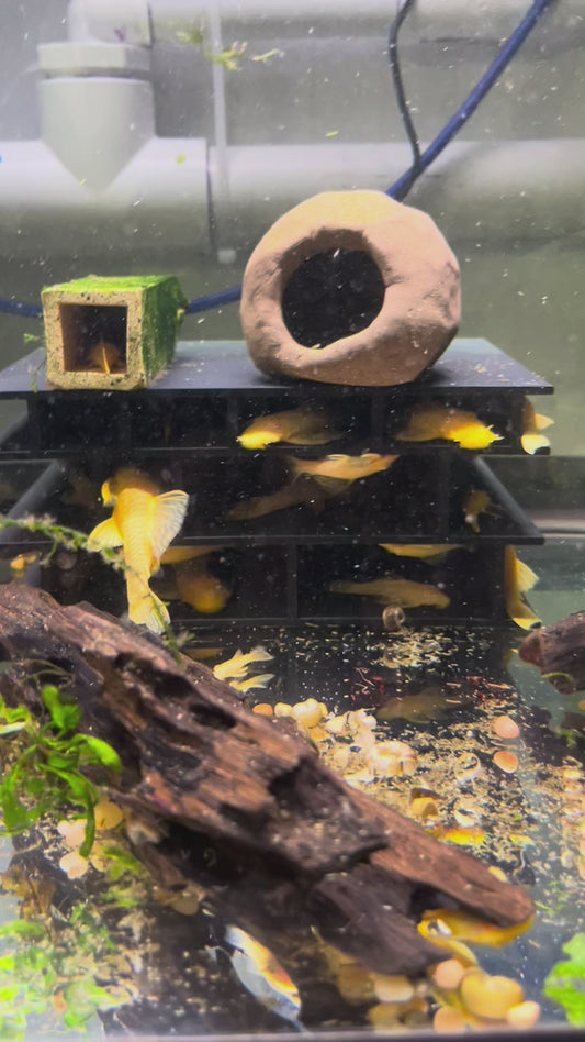 Albino Ancistrus