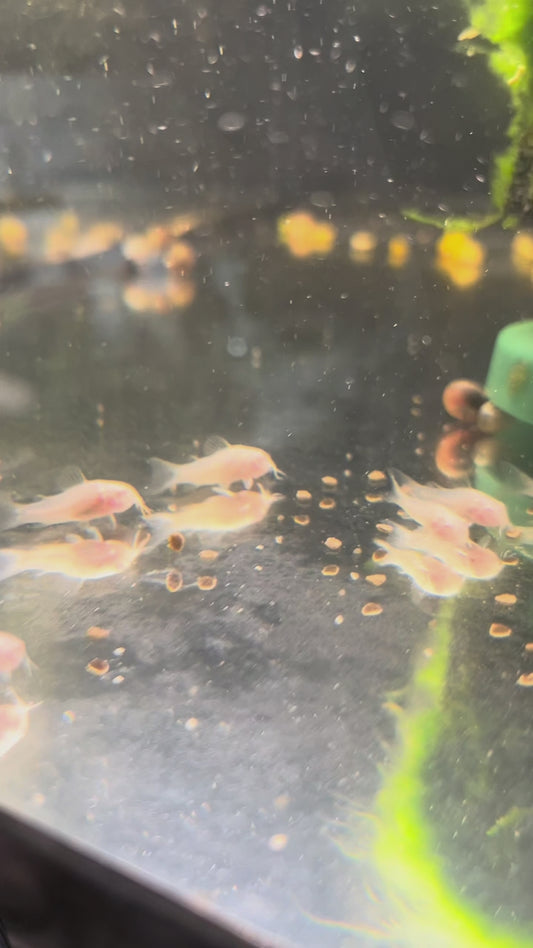 Albino Cory